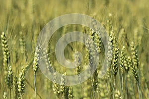 Detail of barley