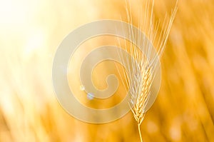 Detail of barley with nice bokeh background