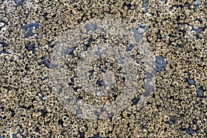 Detail of barnacles on a rock at the Bob Creek Wayside on the Pacific Coast of Oregon, USA