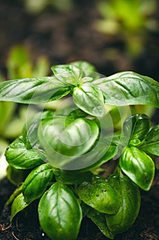 Detail of basil plant with drop of water on a leaves. Fresh, organic herbs. Cooking ingredients. Ocimum basilicum