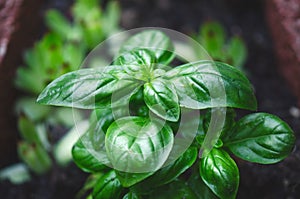 Detail of basil plant with drop of water on a leaves. Fresh, organic herbs. Cooking ingredients. Ocimum basilicum