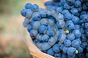Detail of a basket with grapes. Harvest of blue grape. Food, burgundy. Autumn in the garden.