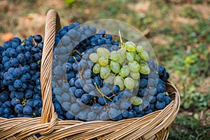 Detail of a basket with grapes. Harvest of blue grape. Food, burgundy. Autumn in the garden.