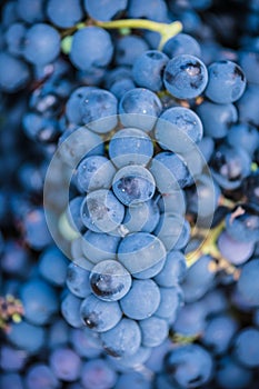 Detail of a basket with grapes. Harvest of blue grape. Food, burgundy. Autumn in the garden.