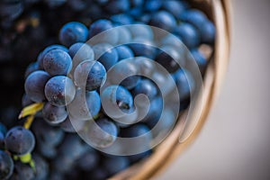 Detail of a basket with grapes. Harvest of blue grape. Food, burgundy. Autumn in the garden.