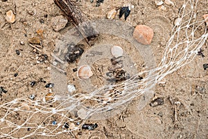 Detail of beach with shells, wood, stones and plastic net. Ocean