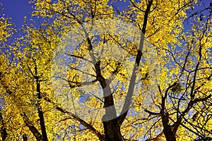 Detail of beautiful autumn trees. Treetops with bright yellow leaves against a blue sky. Germany, Baden-Wurttemberg