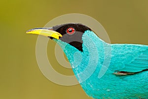 Detail of beautiful bird. Green Honeycreeper, Chlorophanes spiza, exotic tropic malachite green and blue bird form Costa Rica. Tan