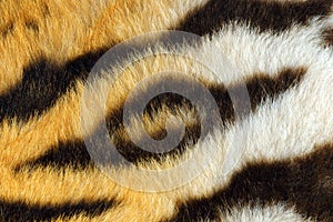 Detail of beautiful black stripes on tiger pelt