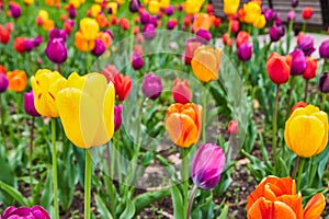 Detail of beautiful and colorful spring tulip garden