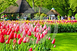 Detail of beautiful colorful tulips with blurred people walking through the park in background. Keukenhof park, Holland,