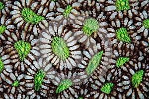 Detail of Beautiful Coral Polyps on Reef in Pacific photo