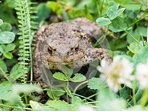 The common toad frog, European toad bufo bufo is an amphibian found throughout most of Europe