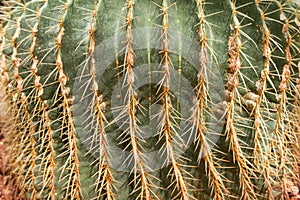 Detail of a beautiful golden barrel cactus echinocactus grusonii in botanical garden
