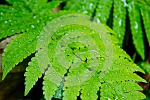 Detail of a beautiful green leaf of Water Droplets on Fern