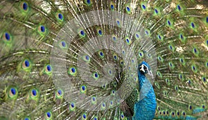 Detail of beautiful peacock with feathers