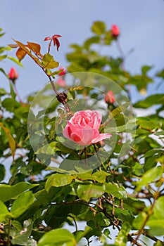 Detail of a beautiful pink rose isolated from the background