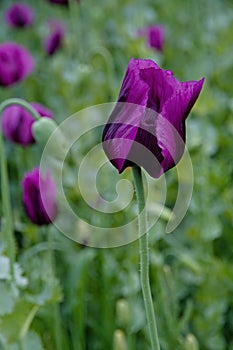 Detail of a beautiful purple poppy