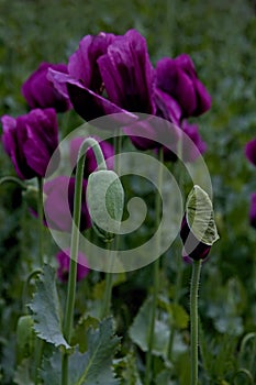 Detail of a beautiful purple poppy