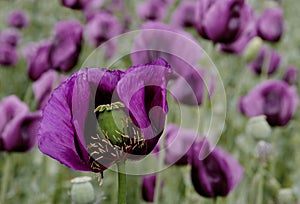 Detail of a beautiful purple poppy