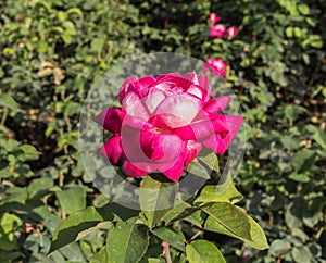 Detail of a beautiful red rose.