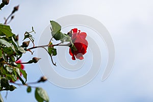 Detail of a beautiful red rose isolated from the background