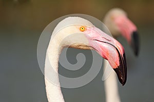 Detail of beautiful rose head greater flamingo Phoenicopterus roseus