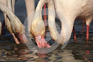 Detail of beautiful rose head greater flamingos Phoenicopterus roseus during looking for some food in the water