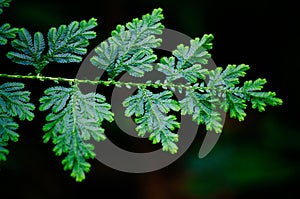 Detail of beautiful tropical fern branch with leaves, Borneo Malaysia