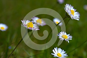 Detail of beautiful white daisy flowers