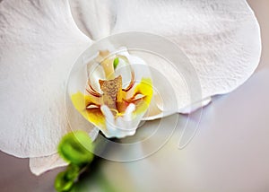 Detail of a beautiful white phalaenopsis orchid