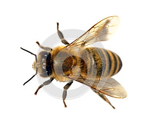 Detail of bee or honeybee , Apis Mellifera