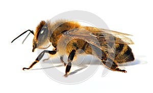 Detail of bee or honeybee , Apis Mellifera