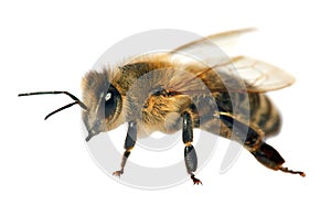 Detail of bee or honeybee , Apis Mellifera