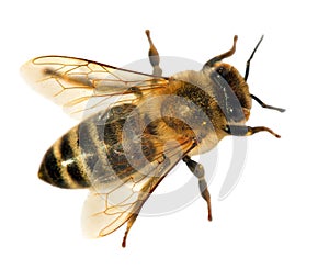 Detail of bee or honeybee , Apis Mellifera