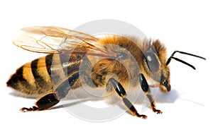 Detail of bee or honeybee , Apis Mellifera