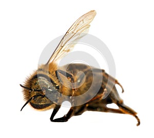 Detail of bee or honeybee , Apis Mellifera