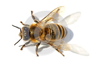 Detail of bee or honeybee , Apis Mellifera