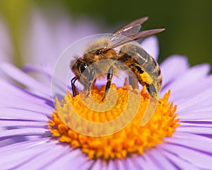 Detail of bee or honeybee, european or western honey bee sitting on the yellow violet or blue flower