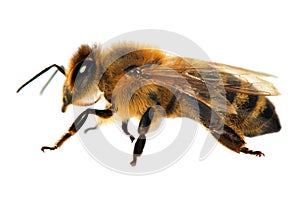 Detail of bee or honeybee in Latin Apis Mellifera