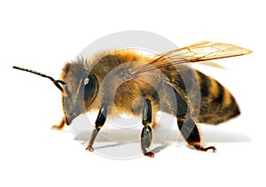 Detail of bee or honeybee in Latin Apis Mellifera