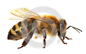 Detail of bee or honeybee in Latin Apis Mellifera