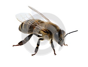 detail of bee or honeybee in Latin Apis Mellifera, european or western honey bee isolated on the white background