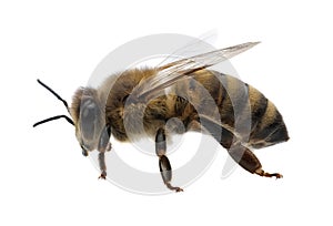 detail of bee or honeybee in Latin Apis Mellifera, european or western honey bee isolated on the white background