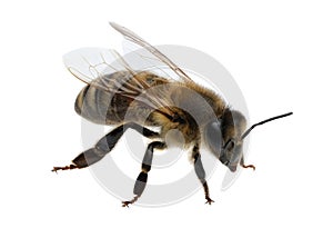 detail of bee or honeybee in Latin Apis Mellifera, european or western honey bee isolated on the white background