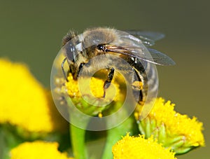 Detail of bee or honeybee in Latin Apis Mellifera, european or western honey bee pollinated of the yellow flower