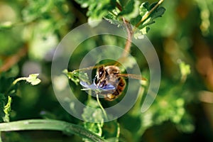 Detail of bee or honeybee in Latin Apis Mellifera, european or western honey bee sitting on the yellow flower