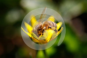 Detail of bee or honeybee in Latin Apis Mellifera, european or western honey bee sitting on the yellow flower