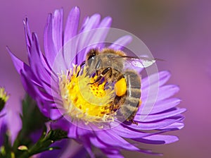 Detail bee or honeybee in Latin Apis Mellifera, european or western honey bee sitting on the yellow violet or blue flower