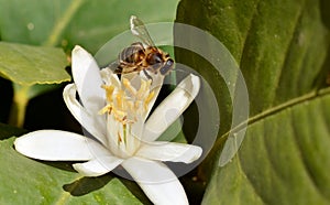 Detail of a bee on an orange blossom